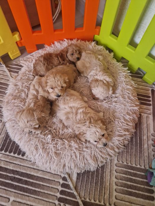 Продавам бебенца малтипу