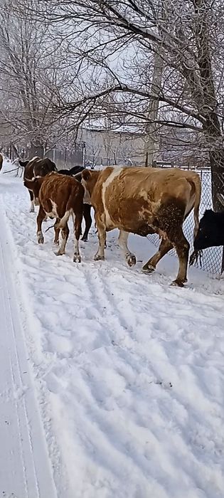 2бас буаз Сименталь сиыр сатылады 3 тайынша Сименталь сатылады