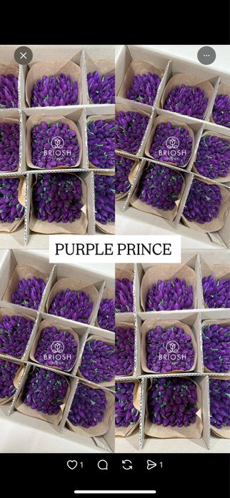 Тюльпаны , тюльпаны оптом и в розницу