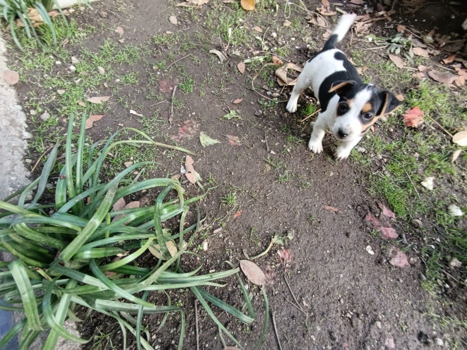 Продавам кученца Джак ръсел. Родени на13.10.2025