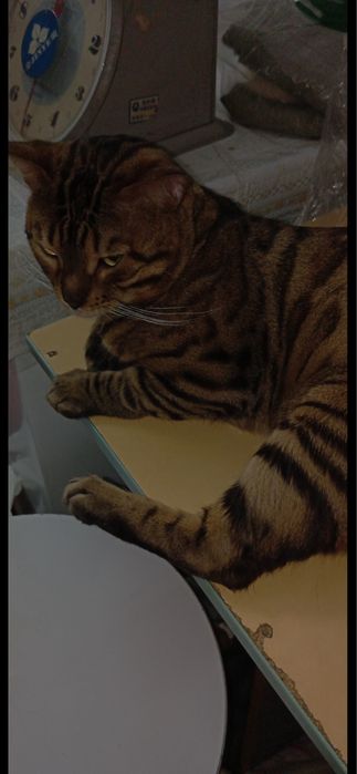 Котята бенгала продам