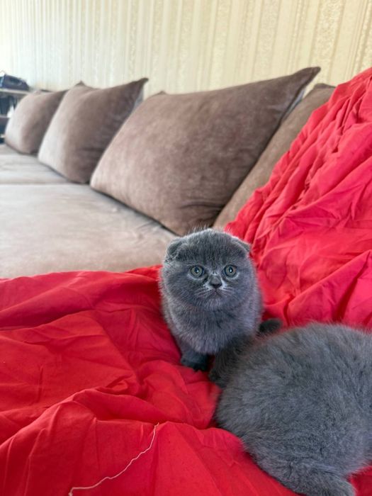 Продам британско вислоухих котят