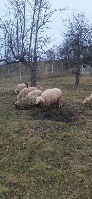 Licitez berbec ,vârstă 3 ani