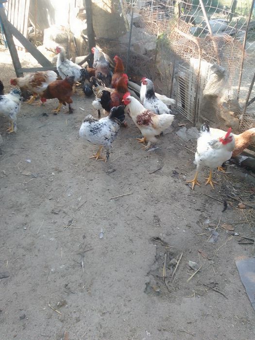Cocoși și puici,  găini de vânzare
