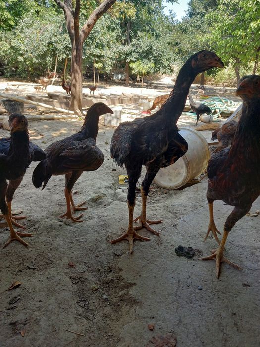 Toza qonli makiyon jojalar sotiladi aprel