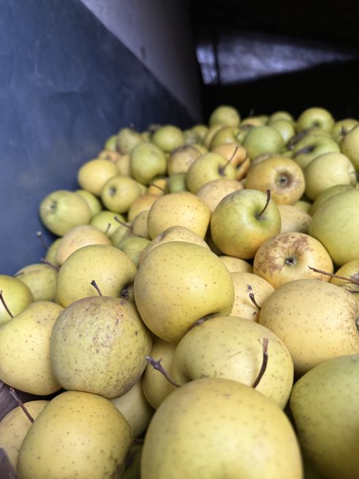 Mere golden de vanzare