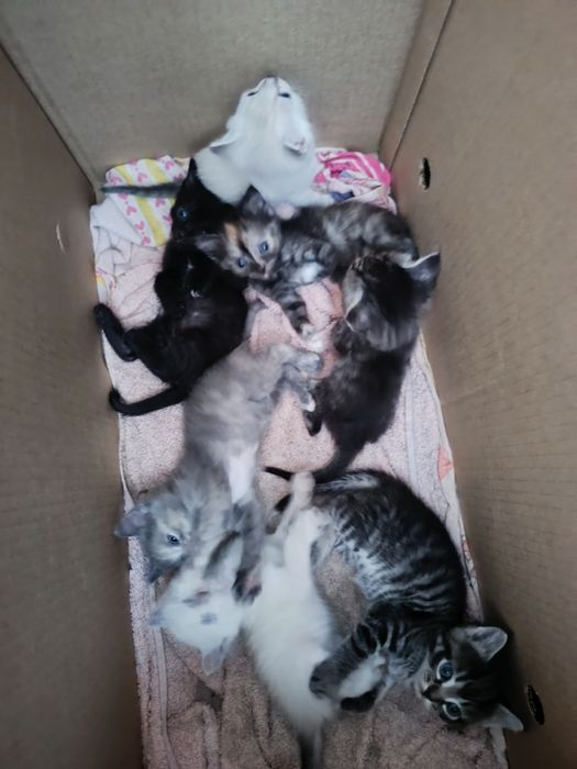 Котята бесплатно