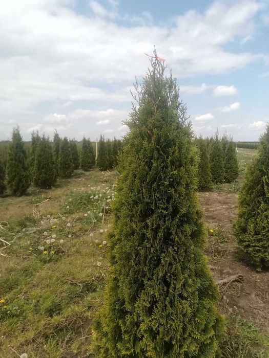 Tuia Thuia Thuja smaragd, gros, frumos, mare 120-140cm