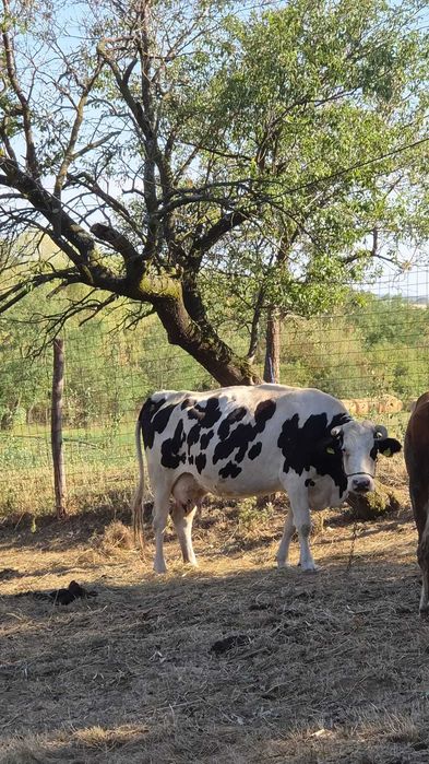 Vaca de vanzare