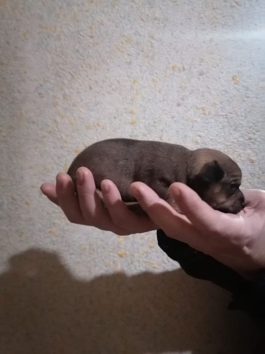 Продам щенков русский той терьер