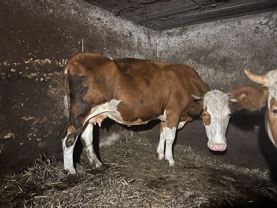 Vand vaca si juninca gestanta