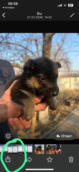 Щенки отдам 1,5 месяца