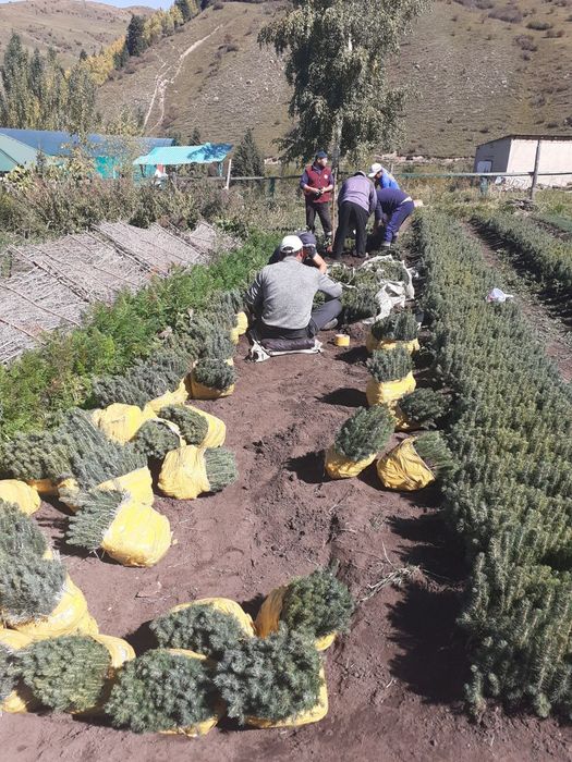 Голубая Ель сенсалари сотилади Селбериский нави Мовий оқ арча 3 йиллик