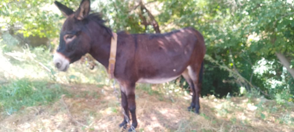 Продам ишачку возраст два года.