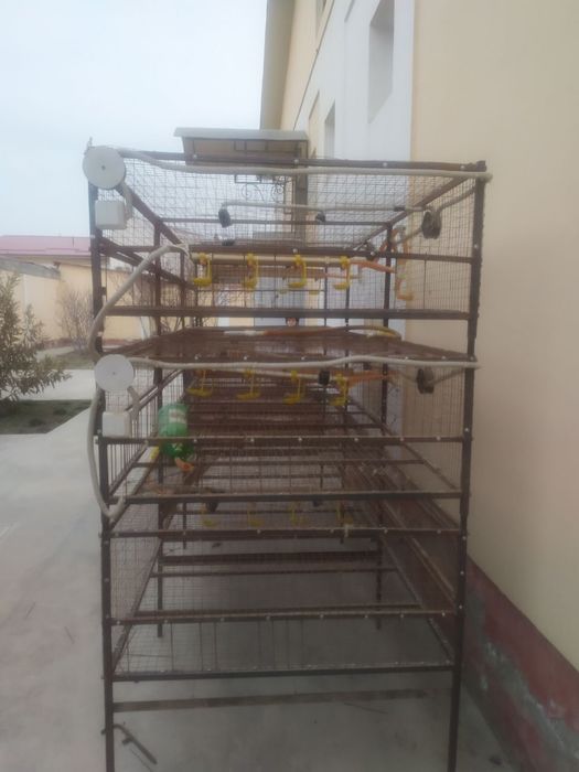 Товук катак