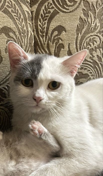 Отдам кошку девочка 1.5 года