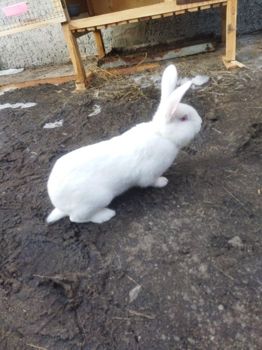 Продам кролика, крол