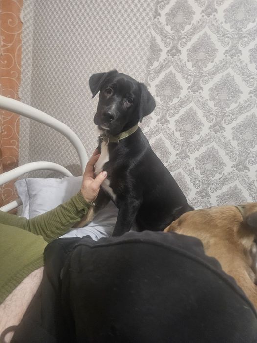 Отдам в добрые руки