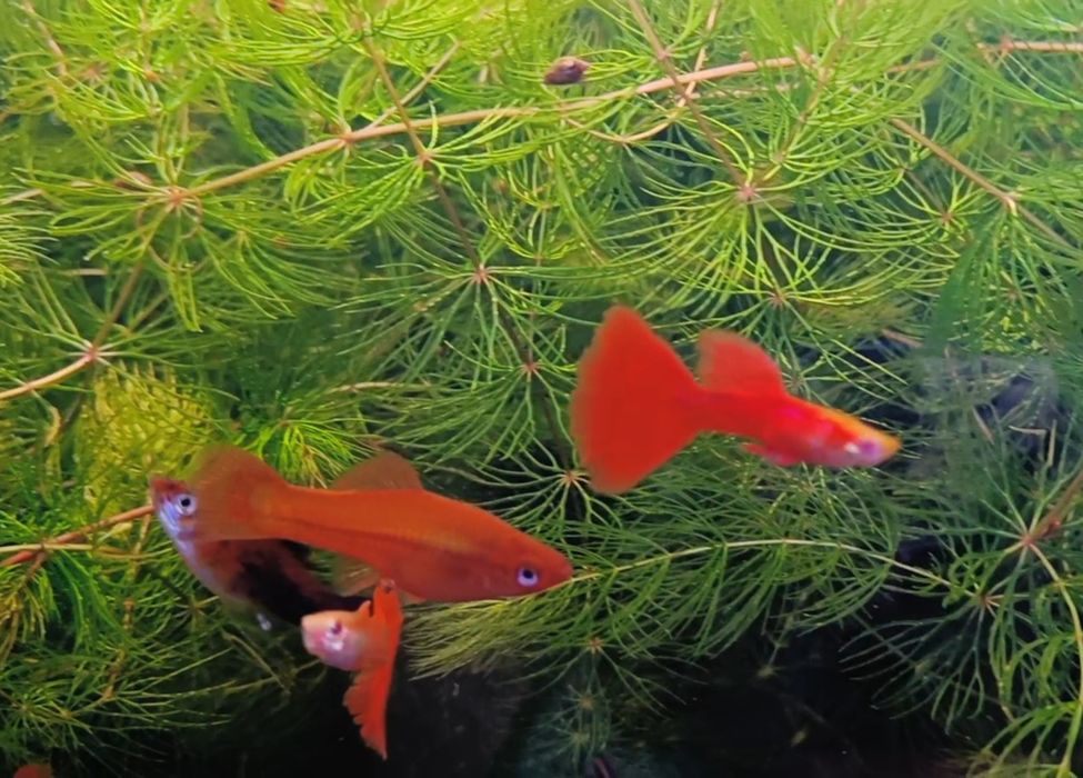 Меченосцы аквариумные рыбки