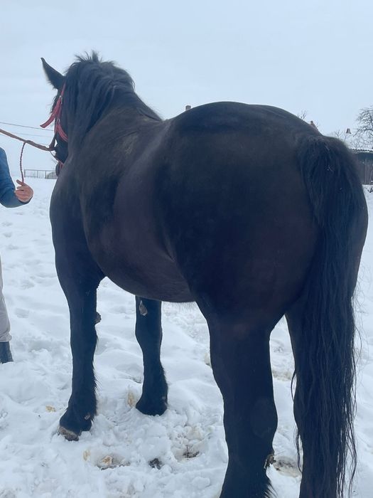 Mânză neagră de 3 ani