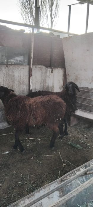 Қой сатылыды семіз