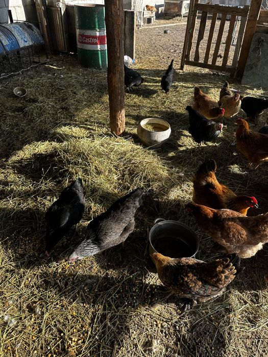 Куры тауық әтеш