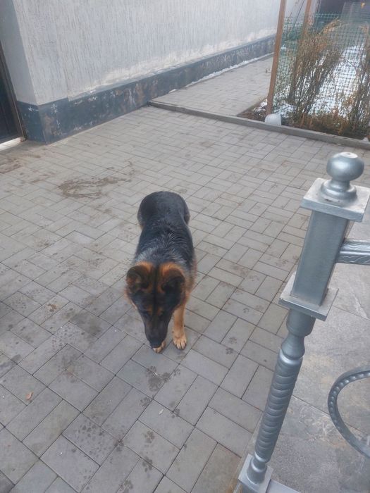 Немецкая овчарка