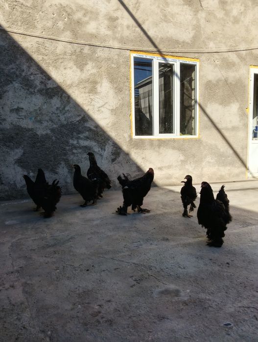 toza bramalar sotiladi