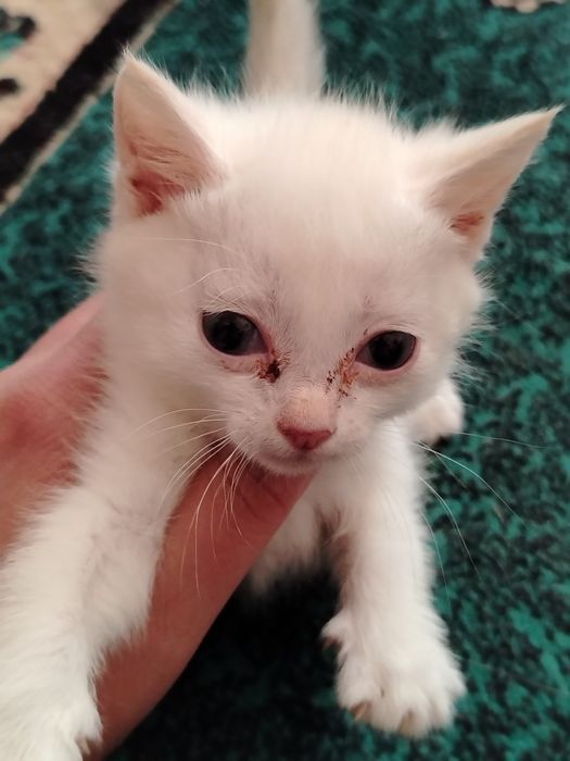 Котята. Четыре мальчика. Две девочки
