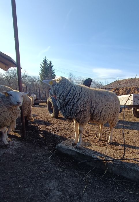 Berbeci  texel de vânzare