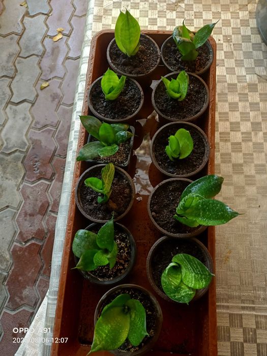 Сансевиерия(Сансевьера)