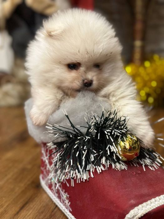 Собака шпинс малики