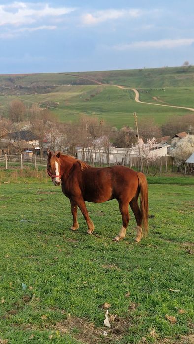 Vând cal foarte cuminte
