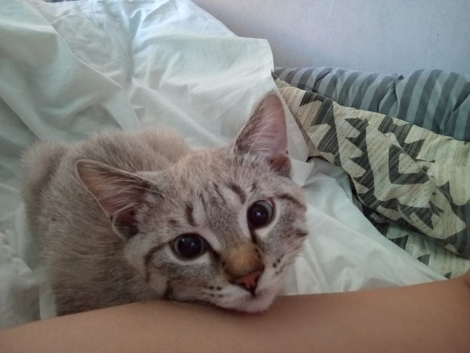 Котёнок на добрые руки