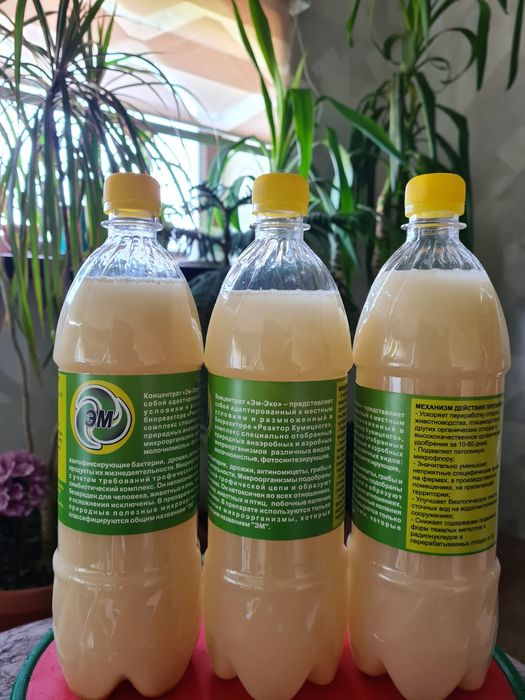 Эмэко концентрат