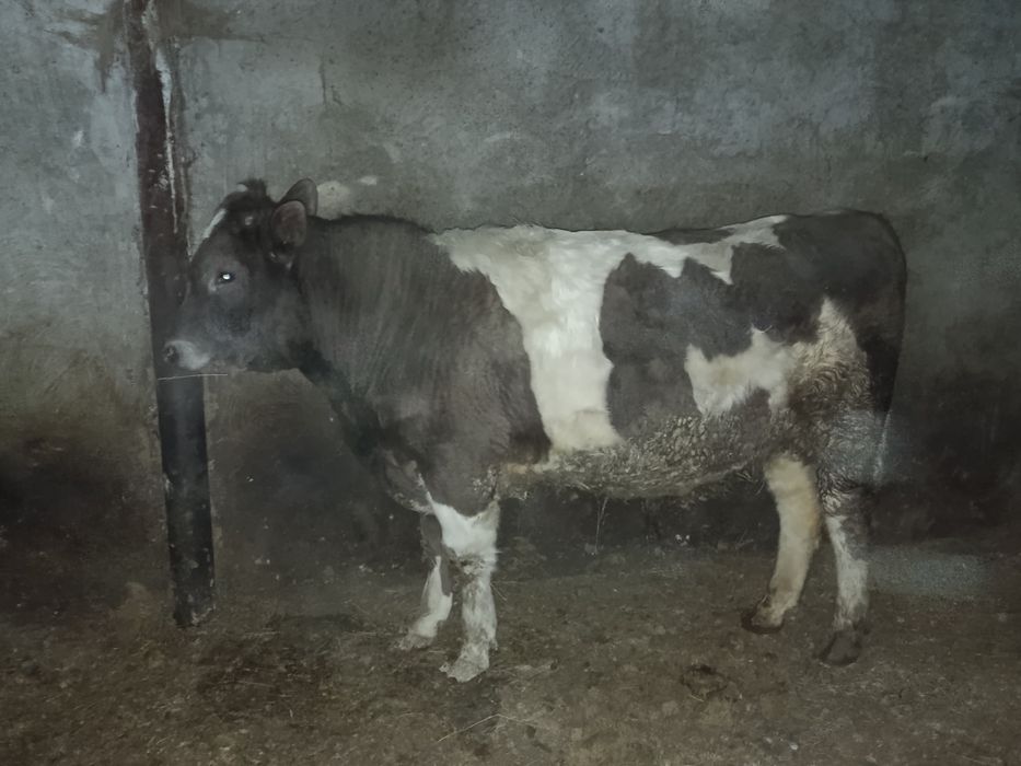 Продам 3 быка с откорма