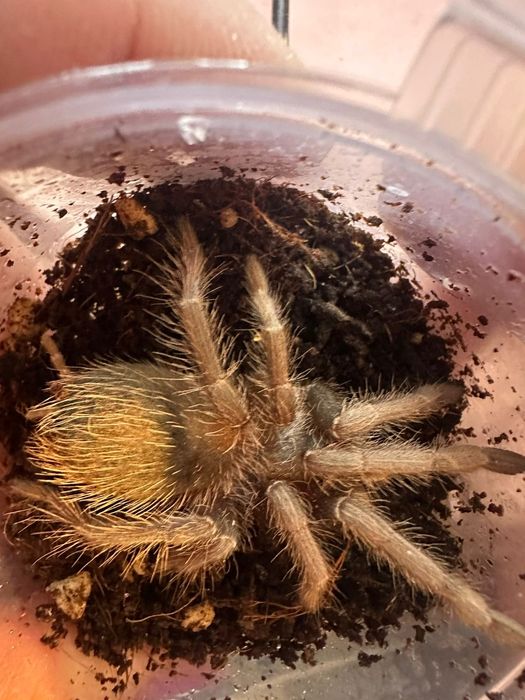 Паук-птицеед Brachypelma auratum