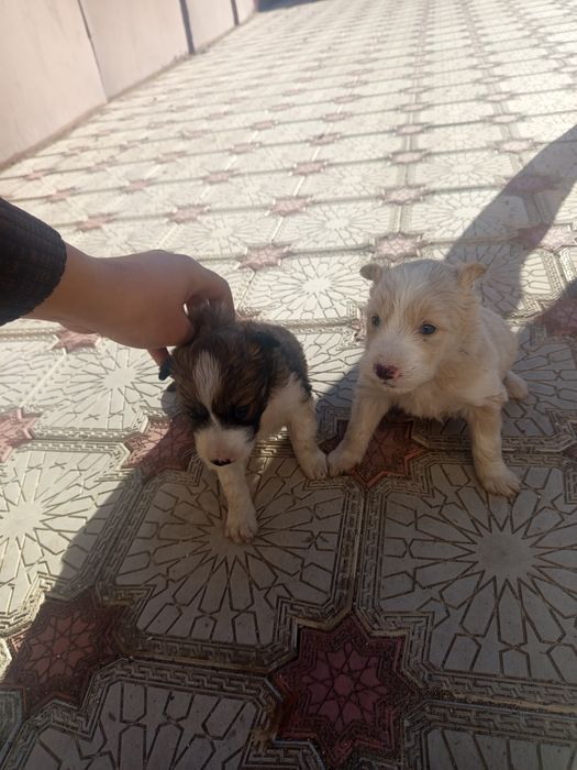 4000сатылады срочна