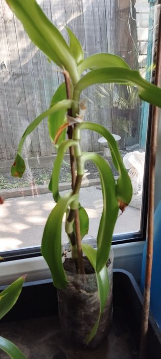 Отдам золотой ус.