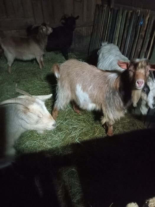 Vand 4 capre gestante