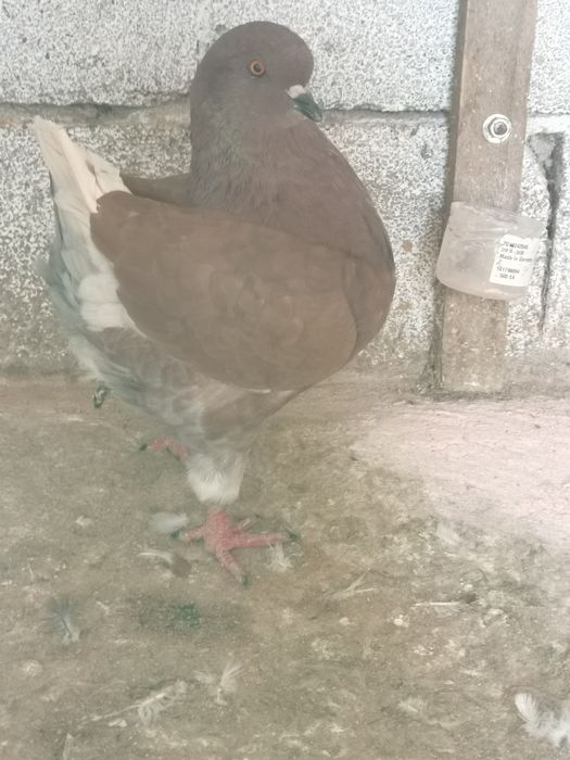 Vând porumbei diferite rase