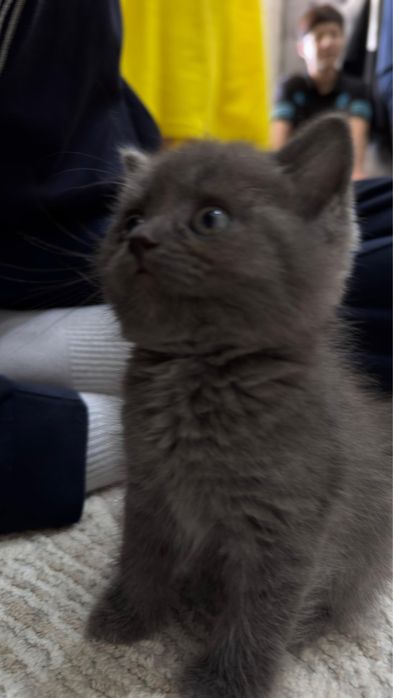 продается котенок