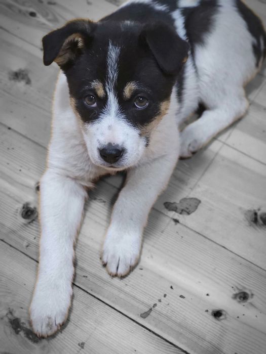 Отдам в хорошие руки