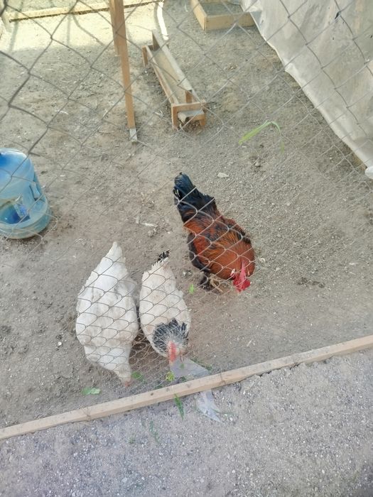 Xo'roz tovuqlar sotiladi