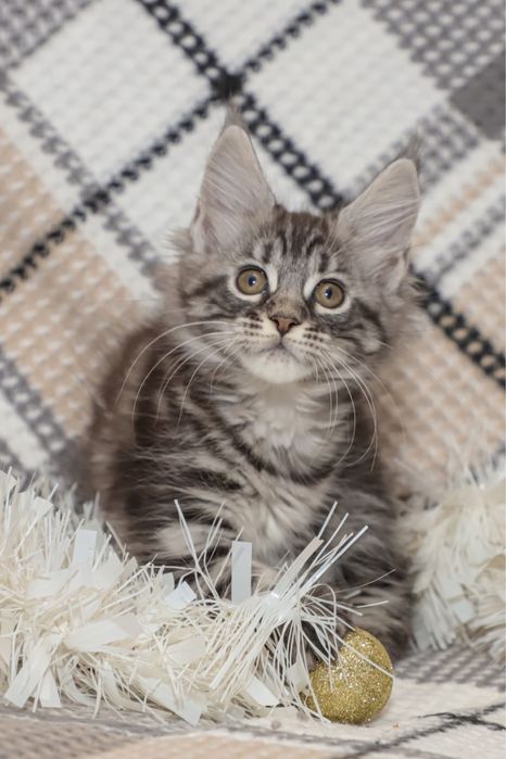 Кошечка породы Мейн кун, клубная