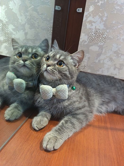 Seriy zotdor mushukcha