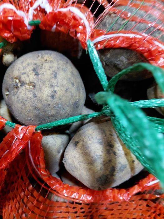 Семенной картофель 120тг