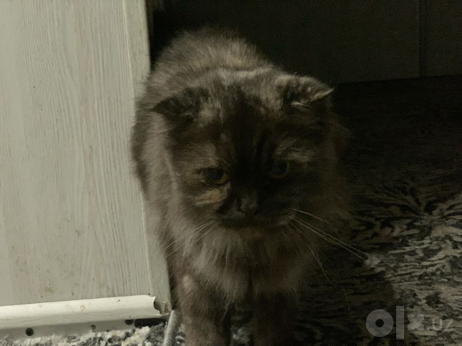 СРОЧНО! кошка в добрые руки