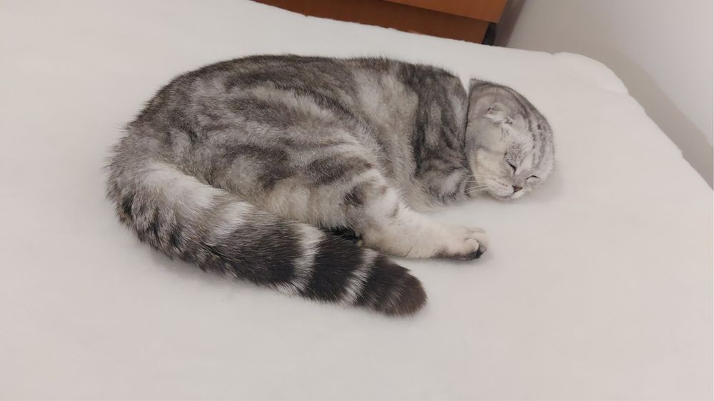 Кошка вислаухая шкотиш фолд