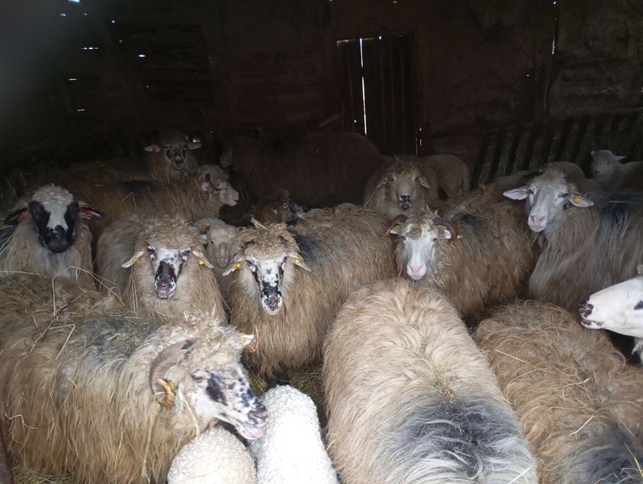 Vând oi cu miei lângă ele